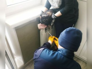 В Уфе спасатели помогли застрявшему в батарее коту
