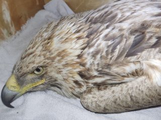 В Башкирии спасли орла-могильника с травмированным крылом